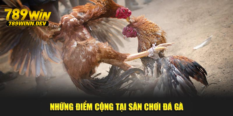 Những điểm cộng tại sân chơi đá gà 789WIN