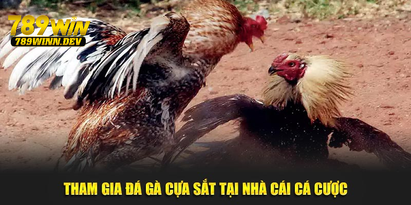 Tham gia đá gà cựa sắt tại nhà cái cá cược