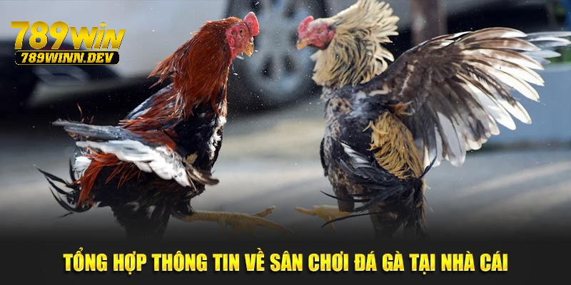 Tổng hợp thông tin về sân chơi đá gà tại nhà cái